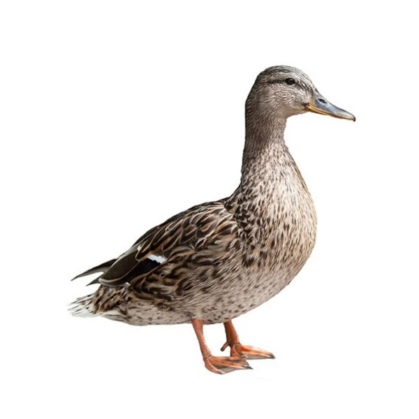 Deshi Pati Hush / Duck Live