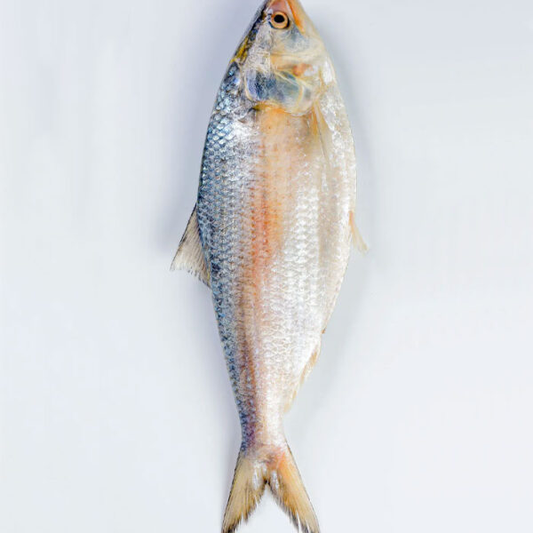 Nodir Ilish