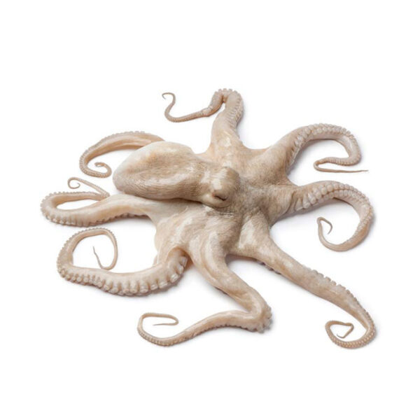 Octopus