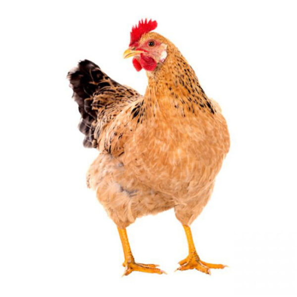 Sonali Chicken 2 Live