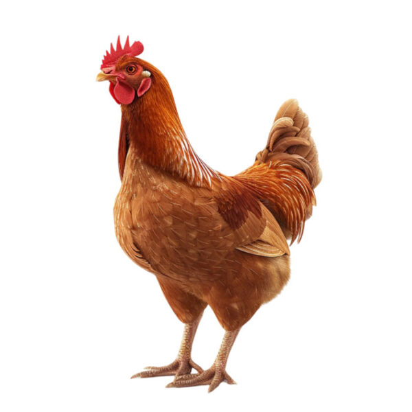 Sonali Chicken 1 Live